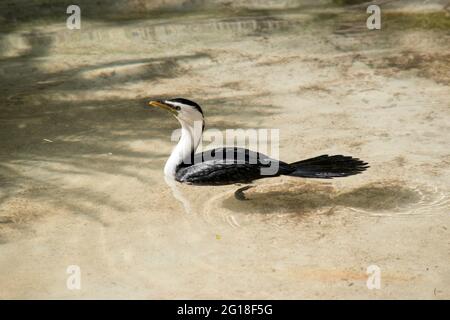 il cormorano pied è alla ricerca di cibo in acqua Foto Stock