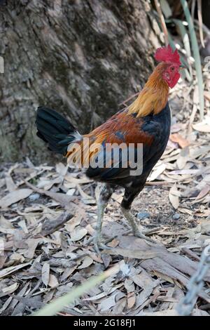 il roster è dotato di un pettine rosso e di un contorno occhi con piume arancioni e nere Foto Stock