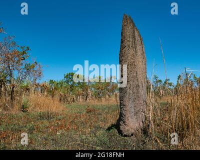 Magnetic Termine Mounds made by termites, Amitermes meridionalis; in Northern Territory top end with copy space Foto Stock