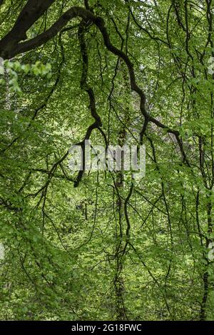 Polkemmet Country Park - una vecchia tenuta trasformata in una risorsa ricreativa nelle Lowlands centrali della Scozia. Foto Stock