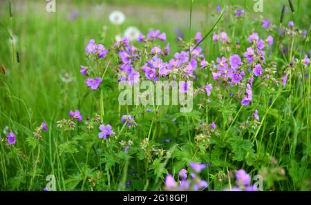 fioritura della becco di legno in un prato Foto Stock