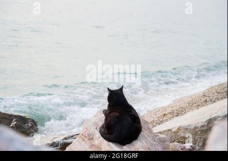 Gatto nero senzatetto su rocce bianche vicino al mare. Mar Egeo ad Atene, Grecia. Carino animale domestico. Foto Stock