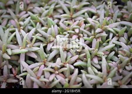 Foglie giovani succulente su una portulaca senza fiori Foto Stock