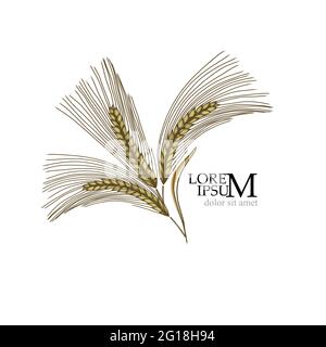 Orecchie di grano, Barley o Rye icone grafiche vettoriali, ideali per il confezionamento del pane, etichette di birra, ecc Logo Vector illustrazione Illustrazione Vettoriale