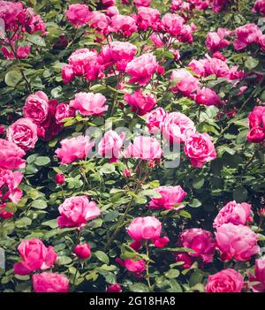 Cespugli di rose Leonardo da Vinci. Rose in fiore nel mese di maggio, rose rosa. Foto Stock