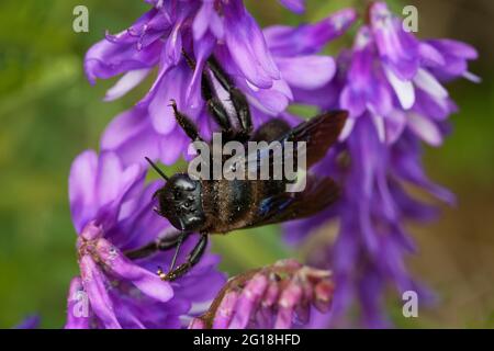 European Carpenter Bee - Xylocopa violacea comune europea specie di carpentiere ape, la più grande ape in Europa, anche nativo in Asia, rende i suoi nidi i Foto Stock