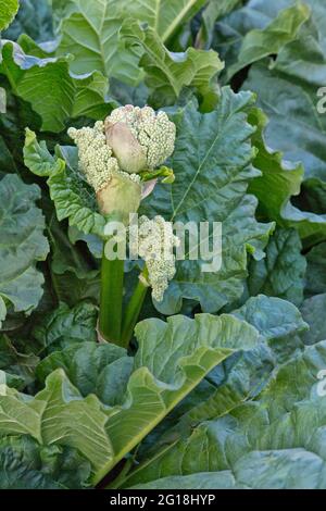 Rhubarb 'Rheum rabarbarum' fioritura, coltivazione di verdure in giardino. Foto Stock