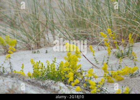 Cannuccia gialla, Galium verum fiorire in ambiente asciutto e sabbioso Foto Stock