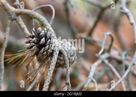 Cono di pino su ramoscello asciutto Foto Stock