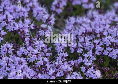 Blossoming breckland Thyme, Thymus serpyllum Foto Stock