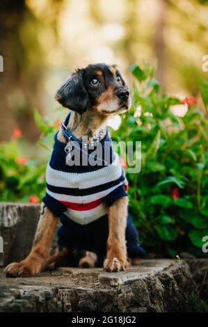 Ritratto di un dachshund domestico che indossa un adorabile maglione all'aperto Foto Stock