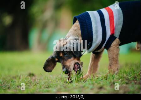 Primo piano di un dachshund che indossa un maglione carino e mangiare in un parco con uno sfondo sfocato Foto Stock