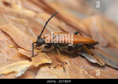 Beetle rosso longhorn femmina, Leptura rubra su corteccia di pino, macro foto Foto Stock