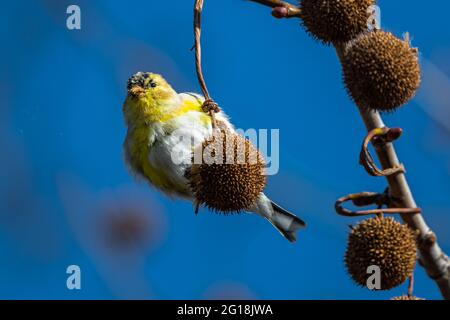 American Goldfinch (Carduelis tristis) mangiare Sycamore Tree Seeds (Platanus occidentalis) in primavera Foto Stock