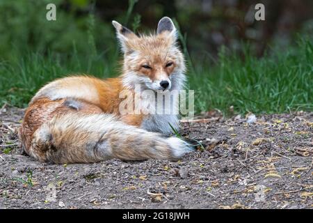 Giovane volpe rossa americana (Vulpes fulva) Foto Stock