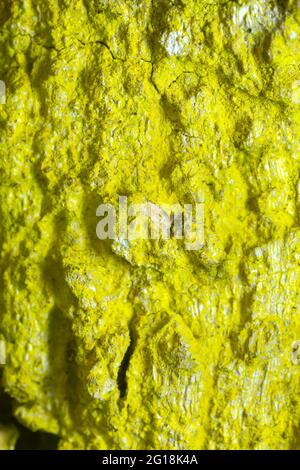 Lichene polvere di senape, Crisothrix candelaris che cresce sulla corteccia di quercia Foto Stock