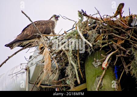 Un falco maschile siede accanto al nido che condivide con il suo compagno in cima a un palo leggero, il 29 maggio 2021, a Biloxi, Mississippi. Foto Stock