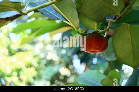 La mela di velluto o il bisbul crescono sull'albero. Foto Stock