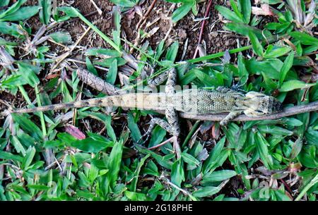 Bronchocela jubata o la lucertola di foresta manciata sull'erba. Chiamato bunglon surai in Indonesia. Foto Stock