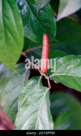 Il pepe lungo giavanese o il retrofattum di Piper crescono sull'albero. In Indonesia chiamato Cabe puyang. Foto Stock