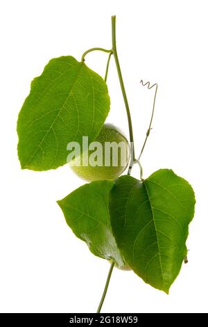 Verde Passione frutta su vite con fondo bianco, isolato Foto Stock