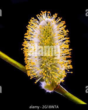 Willow catkin (Salix sp.) Foto Stock