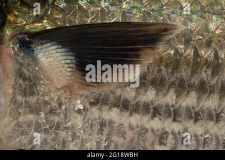 Acqua dolce pesce-Rohu o pinne di pesce Rui, chioseup isolato su sfondo bianco testurizzato Foto Stock