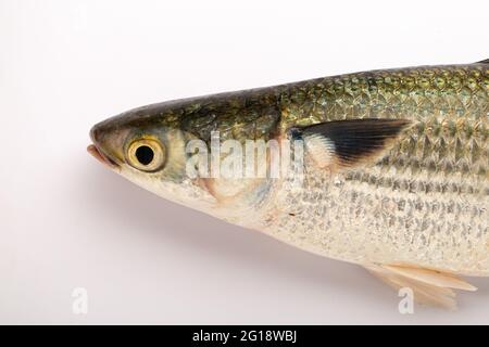 Pesce d'acqua dolce-Rohu o Rui, isolato su fondo testurizzato bianco Foto Stock