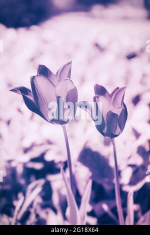 Suggestivo e surreale mare di ​​flowers fatto di tulipani come decorazione emotiva nell'aldilà - lutto e morte - un tocco di emozioni. Foto Stock