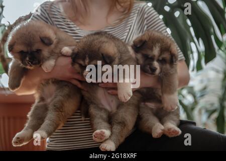 Il proprietario tiene tre piccoli cuccioli soffici nelle sue braccia. Foto Stock