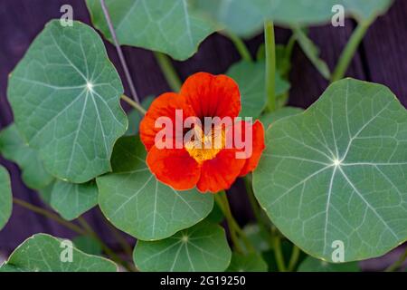 Il nasturzio del giardino (Tropaeolum majus) fiorente nel giardino. La pianta è anche conosciuta come nasturzio, cress indiano o cress monaci. Foto Stock