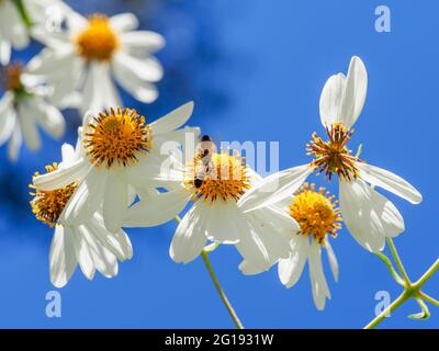 Fiori bianchi, centri gialli dell'albero Daisy, Montanoa bipinnatifida, e due api che raccolgono polline, spiccano, luminosi e soleggiati, cielo blu vidido Foto Stock