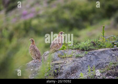 Partridge tibetano (Perdix hodgsoniae) vicino al villaggio di Drakmar, Nepal a circa 3600m. Foto Stock