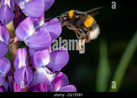 Bumblebee si siede su un grande fiore blu lupino contro uno sfondo verde con spazio di copia Foto Stock