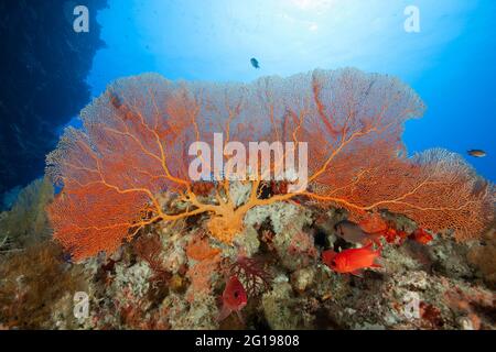 Pesci soldierfani sotto il ventilatore del mare, Annella mollis, parete di Siaes, Micronesia, Palau Foto Stock
