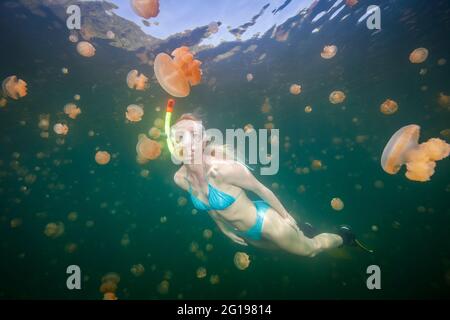 Snorkeling nel lago di Jellyfish, Mastigias papua etpisonii, Jellyfish Lake, Micronesia, Palau Foto Stock