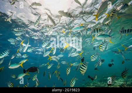 In banchi di corallo, pesci, Micronesia, Palau Foto Stock