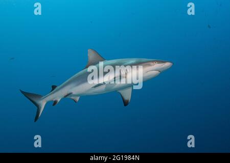 Grey Reef Shark Carcharhinus amblyrhynchos, angolo blu, Micronesia, Palau Foto Stock