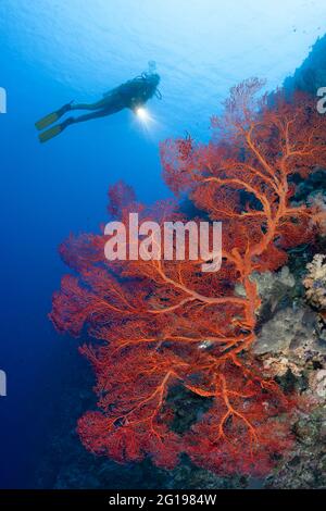 Sub e Sea Fan, Melithaea, Peleliu Wall, Micronesia, Palau Foto Stock