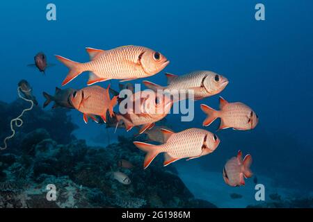 Shoal di Soldierfish, Myripristis murdjan, canale tedesco, Micronesia, Palau Foto Stock