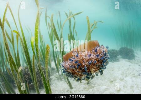 Meduse Upside-Down in superficie, Cassiopea andromeda, Risong Bay, Micronesia, Palau Foto Stock