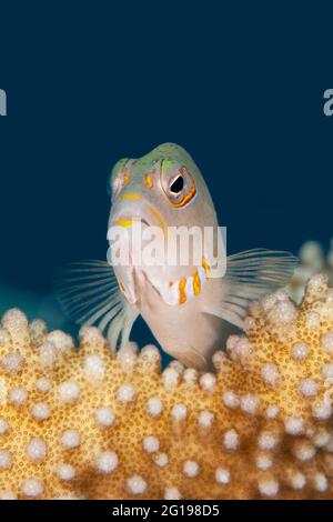 Arc-eye Hawkfish, Paracirrhites arcatus, Turtle Cove, Micronesia, Palau Foto Stock