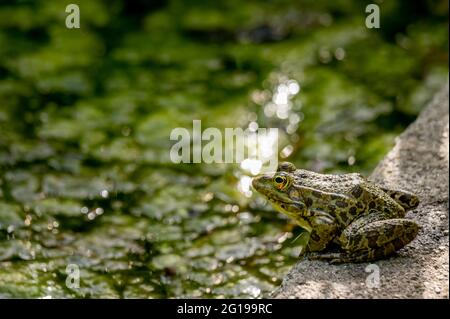 Una rana da piscina che si trova a terra in un habitat naturale. Pelophylax lessonae. Rana europea. Bellezza in natura. Foto Stock