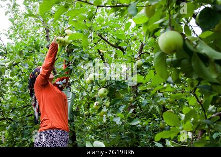 Amasya, Turchia - 09-29-2015: Contadino sconosciuto che raccoglie mele nel frutteto di mele. Foto Stock