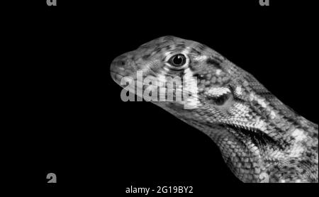 Faccia di chiocciata di lucertola con coda di curly settentrionale Foto Stock