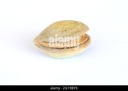 Mandorla con noccioli isolati su fondo bianco. Mandorle fresche grezze con guscio. Foto Stock