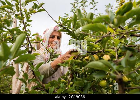 Amasya, Turchia - 09-29-2015: Contadino sconosciuto che raccoglie mele nel frutteto di mele. Foto Stock