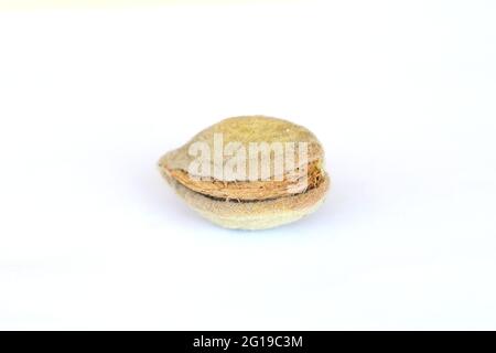 Mandorla con noccioli isolati su fondo bianco. Mandorle fresche grezze con guscio. Foto Stock