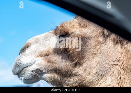 West Midlands Safari Park Parco a tema Birmingham Inghilterra Regno Unito Foto Stock