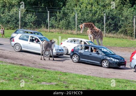 West Midlands Safari Park Parco a tema Birmingham Inghilterra Regno Unito Foto Stock